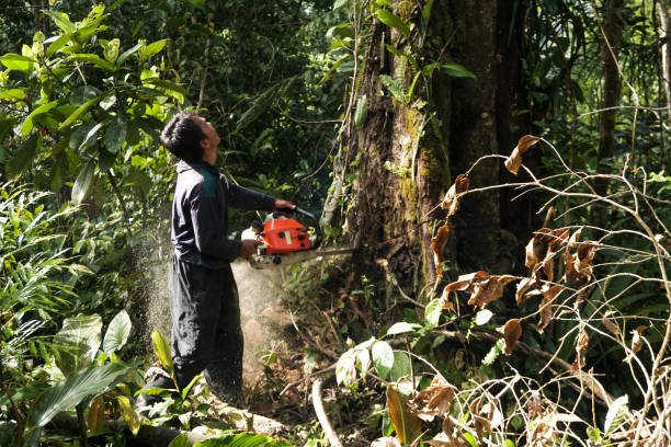 Best Large Tree Removal  in USA